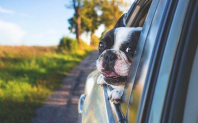 How to Move Home in Walton on Thames With Your Dog