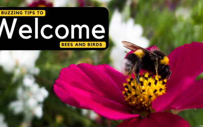 Six Buzzing Tips to Welcome Bees and Birds in Walton On Thames