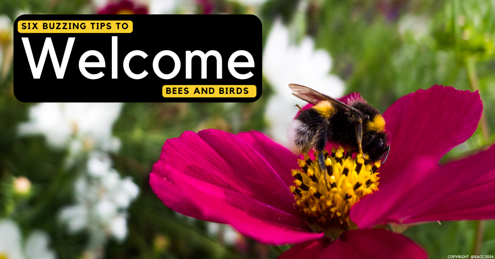 Six Buzzing Tips to Welcome Bees and Birds in Walton On Thames