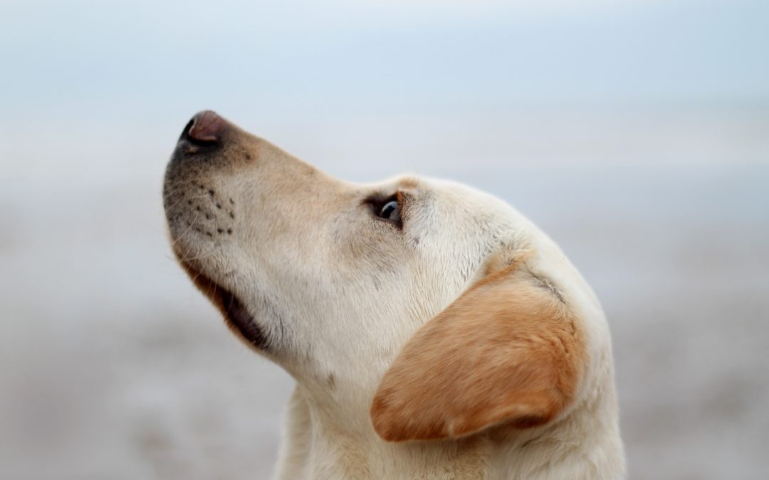 Renting with Pets