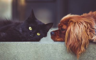 Advice for Walton On Thames Landlords on Tenants with Pets