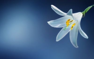 How to Prepare Your Home for a Spring Sale