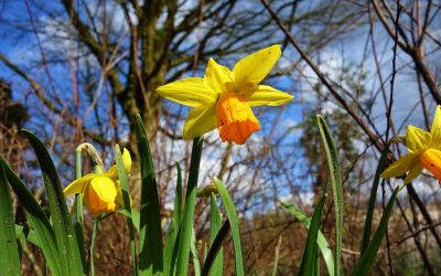 Top Tips for Selling Your Walton On Thames Home This Spring