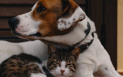 The Silent Killer: Carbon Monoxide Poisoning Explained