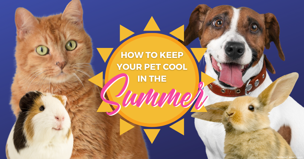 How to Keep Your Pet Cool in Walton On Thames