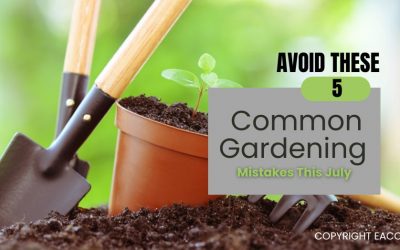 Walton On Thames Gardeners: Five Mistakes to Avoid in Your Summer Garden