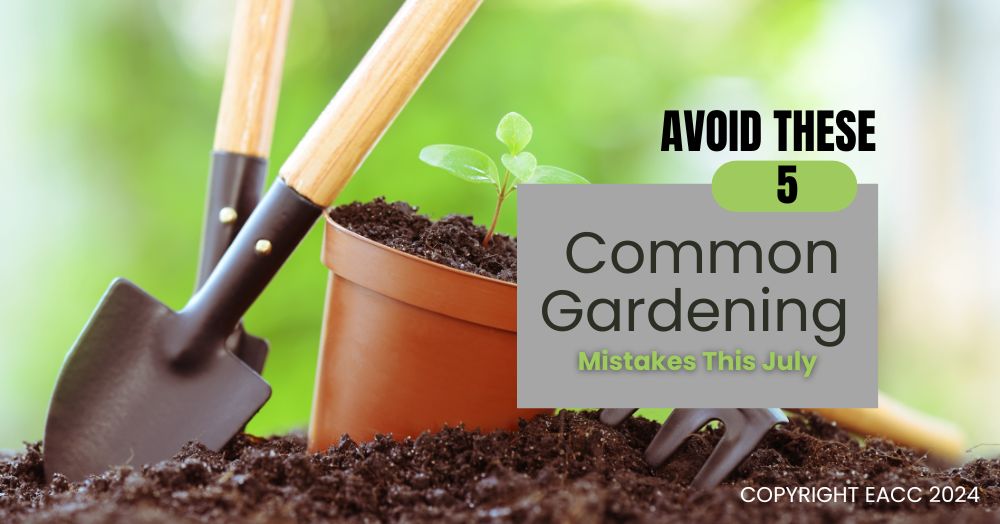 Walton On Thames Gardeners: Five Mistakes to Avoid in Your Summer Garden